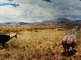 Zwei Lamas auf dem Altiplano - Rechte: Michel
