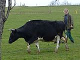 Bauer mit Kuh auf der Weide - Rechte: Michel